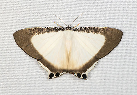 Cyphura caudiferaria