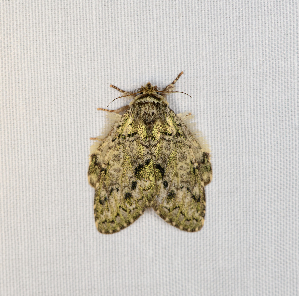 Notodontidae, Minggre, Arfak Mountains, Papua Syntypistis charistera comes close, but not fully sure. Arfak Mountains,Australia (continent),Geotagged,Indonesia,Minggre,New Guinea,Papua,Papua 2023,Spring,Vogelkop,West Papua,Western New Guinea