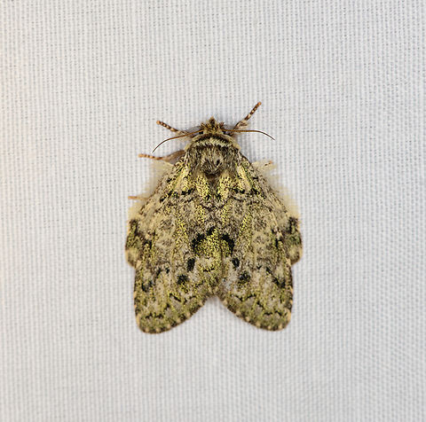 Notodontidae, Minggre, Arfak Mountains, Papua Syntypistis charistera comes close, but not fully sure. Arfak Mountains,Australia (continent),Geotagged,Indonesia,Minggre,New Guinea,Papua,Papua 2023,Spring,Vogelkop,West Papua,Western New Guinea