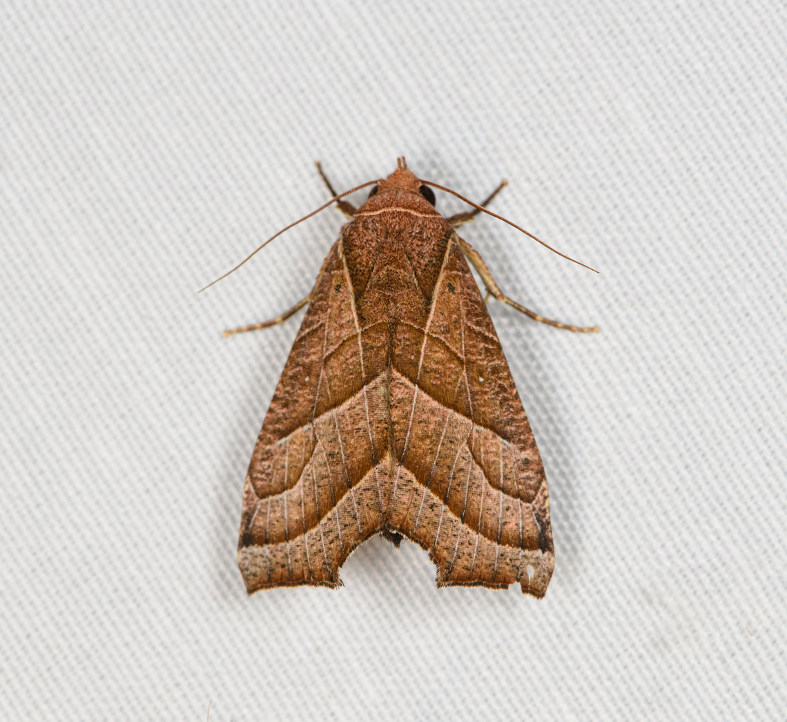 Gonitis sp., Minggre, Arfak Mountains, Papua  Arfak Mountains,Australia (continent),Geotagged,Indonesia,Minggre,New Guinea,Papua,Papua 2023,Spring,Vogelkop,West Papua,Western New Guinea