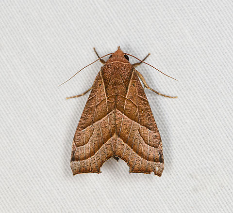 Gonitis sp., Minggre, Arfak Mountains, Papua  Arfak Mountains,Australia (continent),Geotagged,Indonesia,Minggre,New Guinea,Papua,Papua 2023,Spring,Vogelkop,West Papua,Western New Guinea