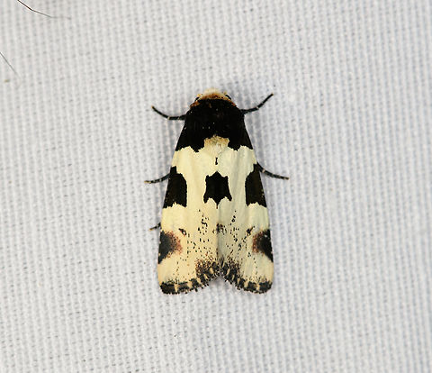 Thalatha argentea, Minggre, Arfak Mountains, Papua Mysterious one, can't find anything close to it. Arfak Mountains,Australia (continent),Geotagged,Indonesia,Minggre,New Guinea,Papua,Papua 2023,Spring,Thalatha argentea,Vogelkop,West Papua,Western New Guinea
