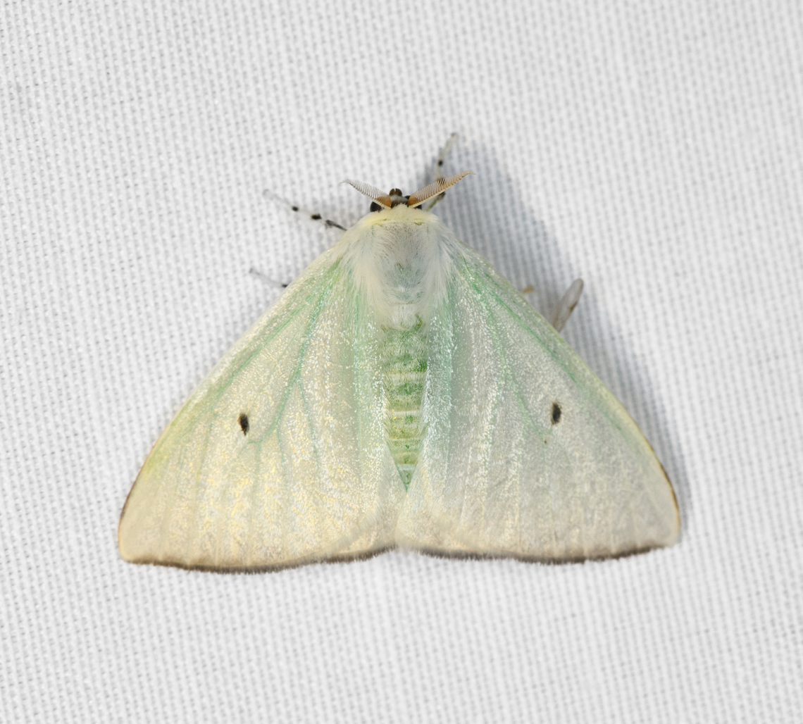 Arctornis sp,?, Minggre, Arfak Mountains, Papua  Arfak Mountains,Australia (continent),Geotagged,Indonesia,Minggre,New Guinea,Papua,Papua 2023,Spring,Vogelkop,West Papua,Western New Guinea