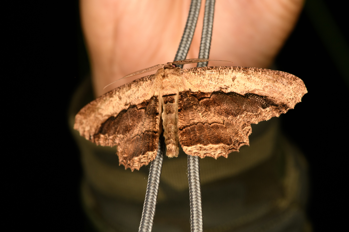 Chorodna strixaria, Minggre, Arfak Mountains, Papua On the cord of our mothing setup. Arfak Mountains,Australia (continent),Chorodna strixaria,Geotagged,Indonesia,Minggre,New Guinea,Papua,Papua 2023,Spring,Vogelkop,West Papua,Western New Guinea