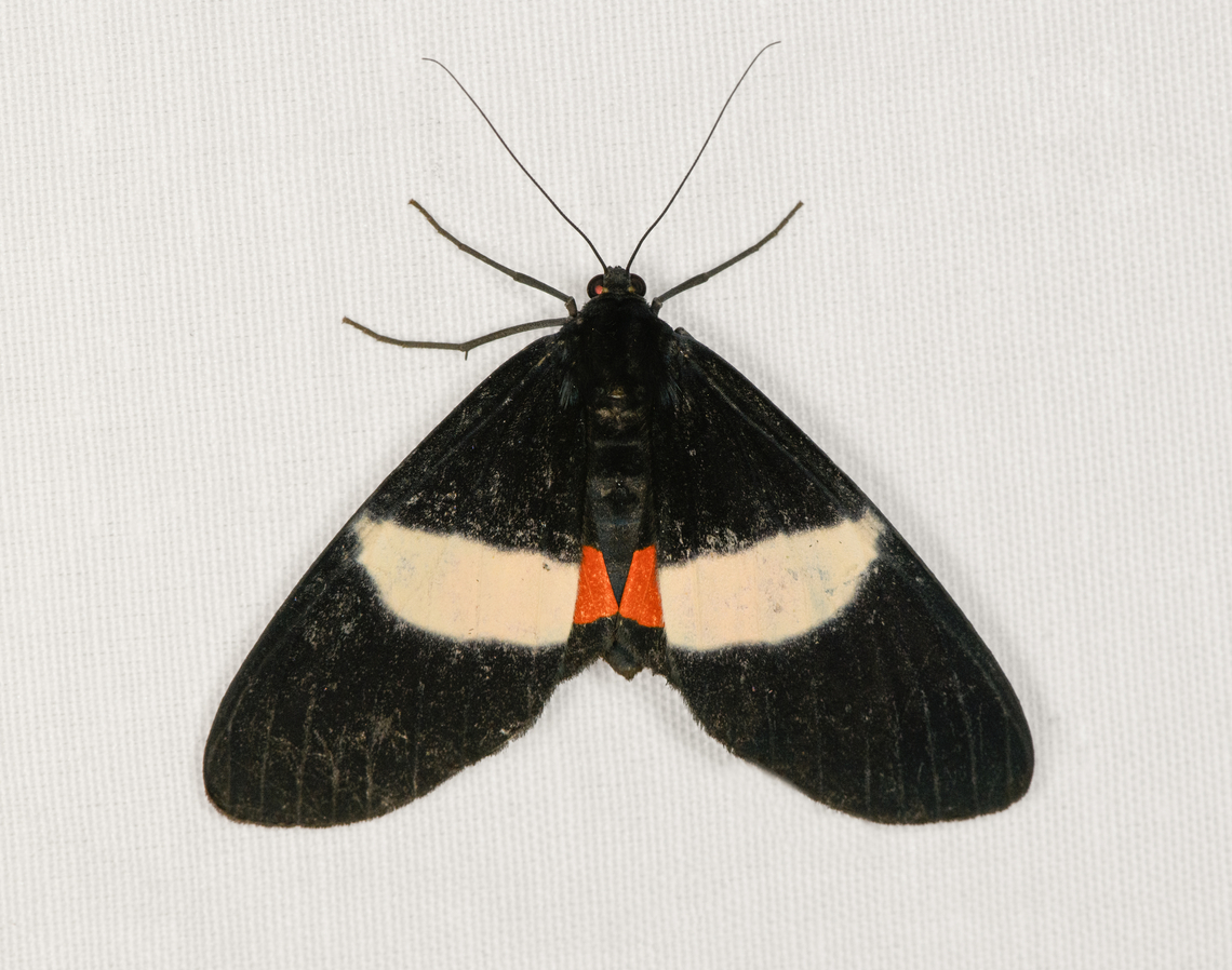 Eumilionia mediofasciata, Minggre, Arfak Mountains, Papua  Arfak Mountains,Australia (continent),Eumilionia mediofasciata,Geotagged,Indonesia,Minggre,New Guinea,Papua,Papua 2023,Spring,Vogelkop,West Papua,Western New Guinea