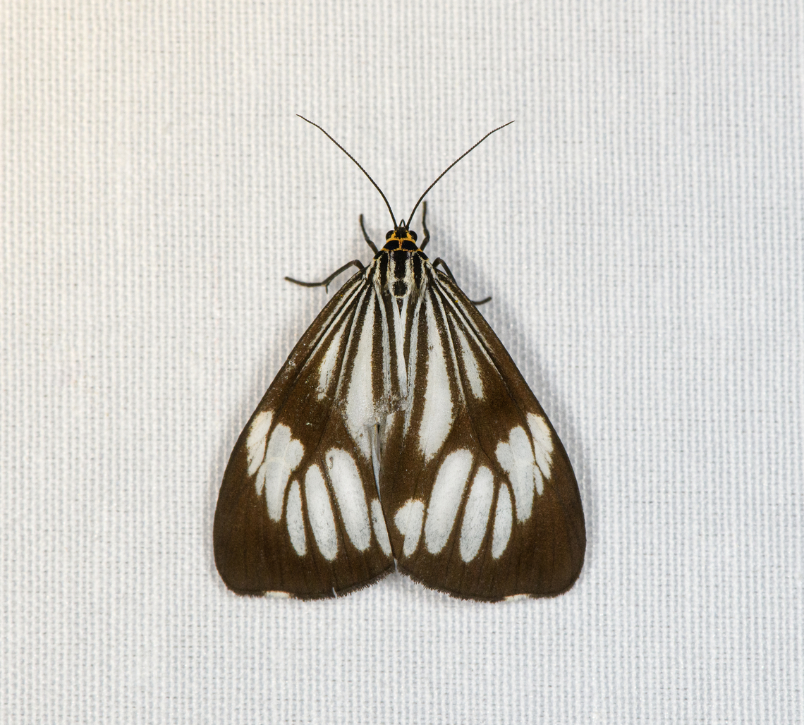 Nyctemera coleta, Minggre, Arfak Mountains, Papua  Arfak Mountains,Australia (continent),Geotagged,Indonesia,Marbled White Moth,Minggre,New Guinea,Nyctemera coleta,Papua,Papua 2023,Spring,Vogelkop,West Papua,Western New Guinea