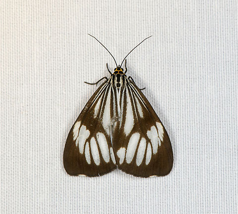 Nyctemera coleta, Minggre, Arfak Mountains, Papua  Arfak Mountains,Australia (continent),Geotagged,Indonesia,Marbled White Moth,Minggre,New Guinea,Nyctemera coleta,Papua,Papua 2023,Spring,Vogelkop,West Papua,Western New Guinea