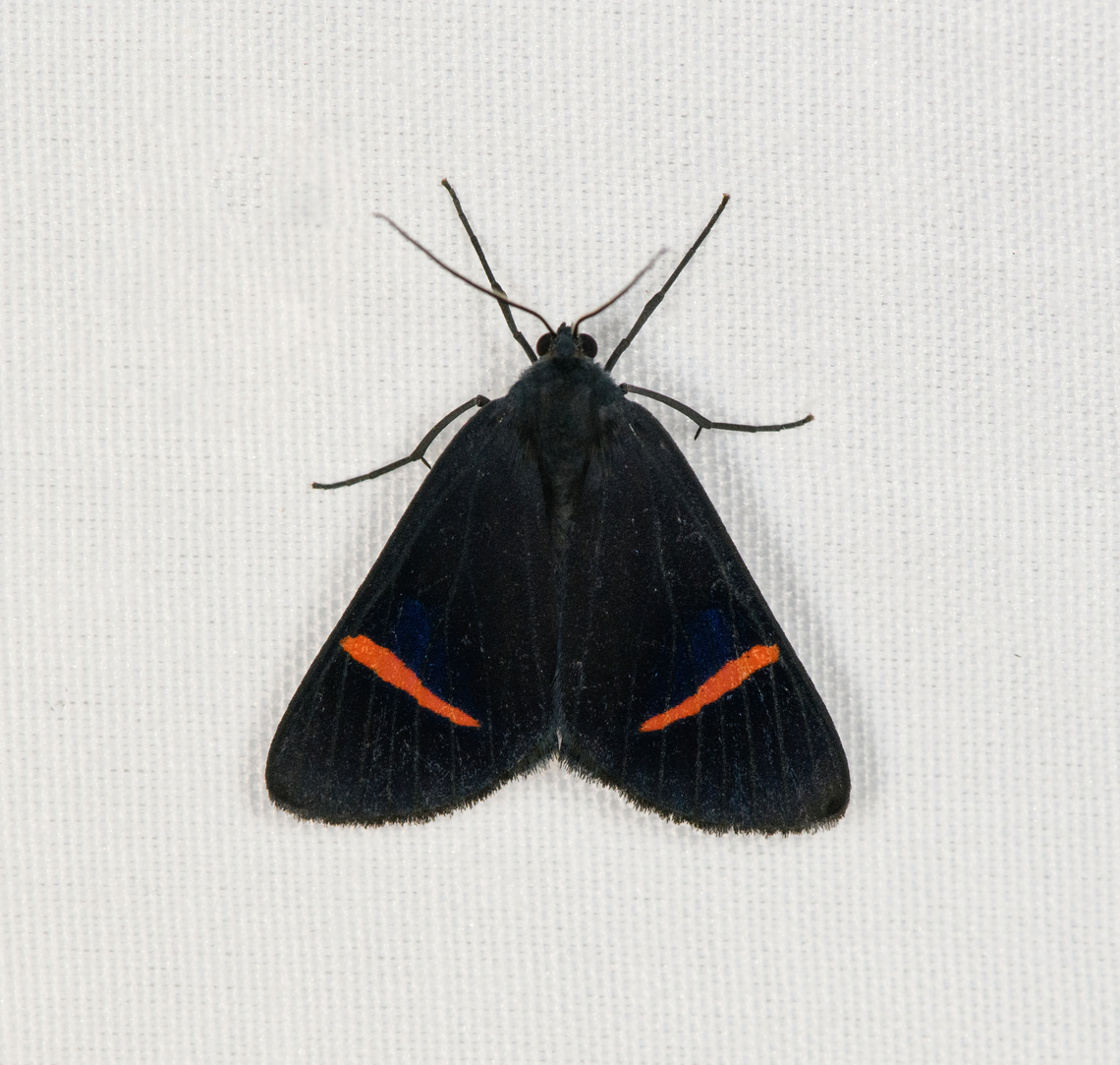 Tiger Moth?, Minggre, Arfak Mountains, Papua  Arfak Mountains,Australia (continent),Geotagged,Indonesia,Minggre,New Guinea,Papua,Papua 2023,Spring,Vogelkop,West Papua,Western New Guinea