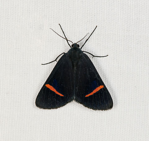 Tiger Moth?, Minggre, Arfak Mountains, Papua  Arfak Mountains,Australia (continent),Geotagged,Indonesia,Minggre,New Guinea,Papua,Papua 2023,Spring,Vogelkop,West Papua,Western New Guinea