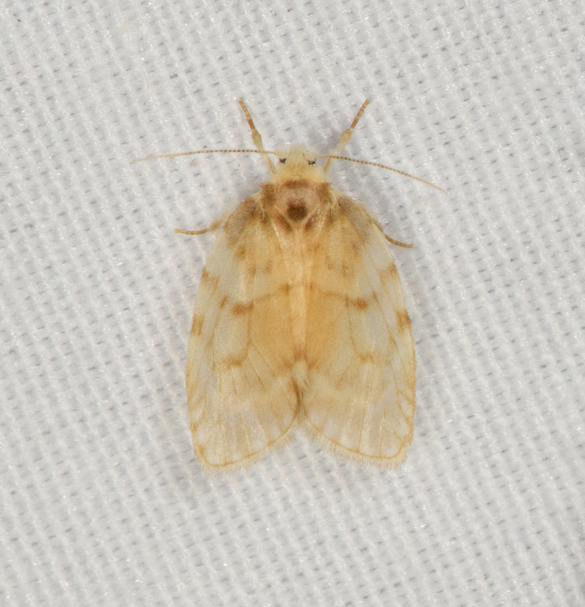 Subtribe Nudariina, Minggre, Arfak Mountains, Papua Tiny moth, cut it out from a photo that had a larger moth. Arfak Mountains,Australia (continent),Geotagged,Indonesia,Minggre,New Guinea,Papua,Papua 2023,Spring,Vogelkop,West Papua,Western New Guinea