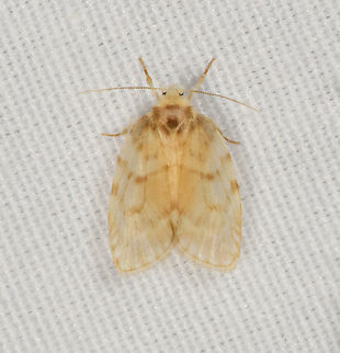 Subtribe Nudariina, Minggre, Arfak Mountains, Papua Tiny moth, cut it out from a photo that had a larger moth. Arfak Mountains,Australia (continent),Geotagged,Indonesia,Minggre,New Guinea,Papua,Papua 2023,Spring,Vogelkop,West Papua,Western New Guinea