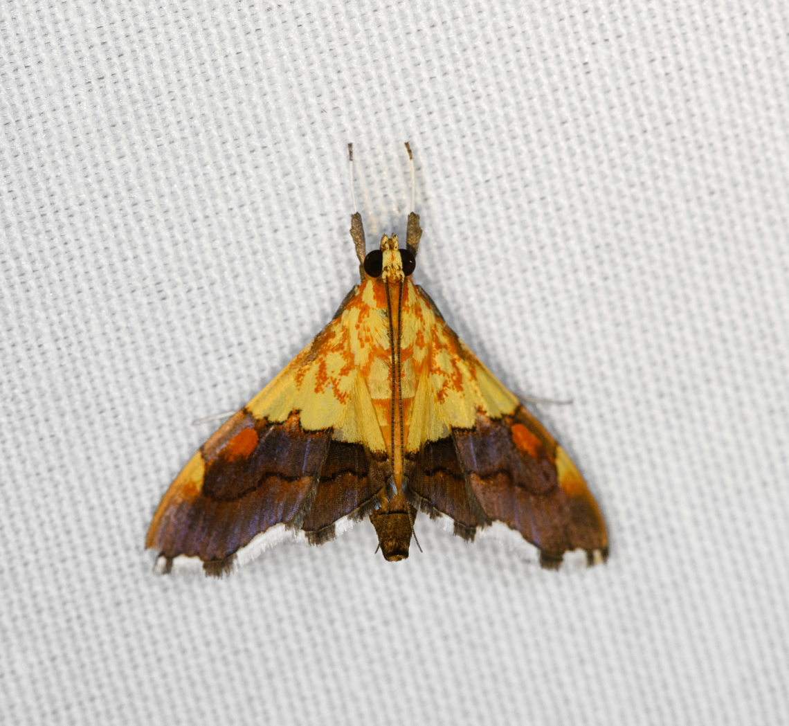 Agrotera semipictalis, Minggre, Arfak Mountains, Papua  Agrotera semipictalis,Arfak Mountains,Australia (continent),Geotagged,Indonesia,Minggre,New Guinea,Papua,Papua 2023,Spring,Vogelkop,West Papua,Western New Guinea