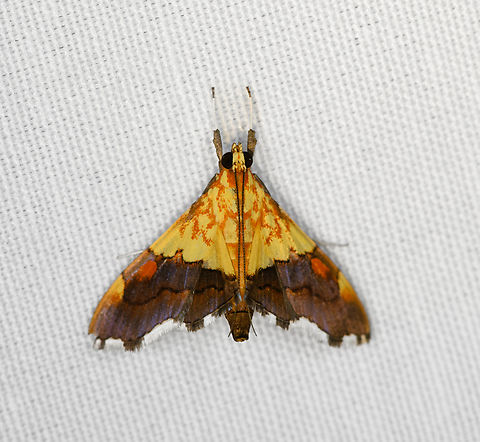 Agrotera semipictalis