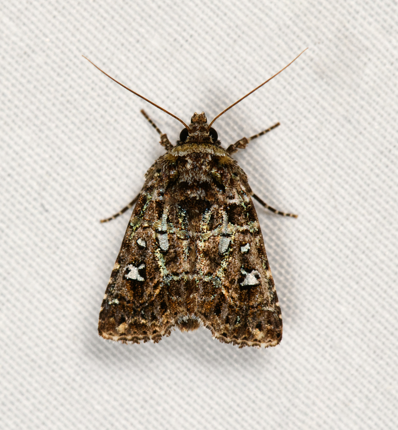Cutworm Moth, Minggre, Arfak Mountains, Papua  Arfak Mountains,Australia (continent),Geotagged,Indonesia,Minggre,New Guinea,Papua,Papua 2023,Spring,Vogelkop,West Papua,Western New Guinea