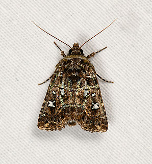 Cutworm Moth, Minggre, Arfak Mountains, Papua  Arfak Mountains,Australia (continent),Geotagged,Indonesia,Minggre,New Guinea,Papua,Papua 2023,Spring,Vogelkop,West Papua,Western New Guinea