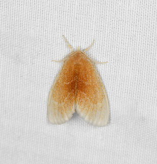 Artaxa drucei, Minggre, Arfak Mountains, Papua  Arfak Mountains,Artaxa drucei,Australia (continent),Geotagged,Indonesia,Minggre,New Guinea,Papua,Papua 2023,Spring,Vogelkop,West Papua,Western New Guinea