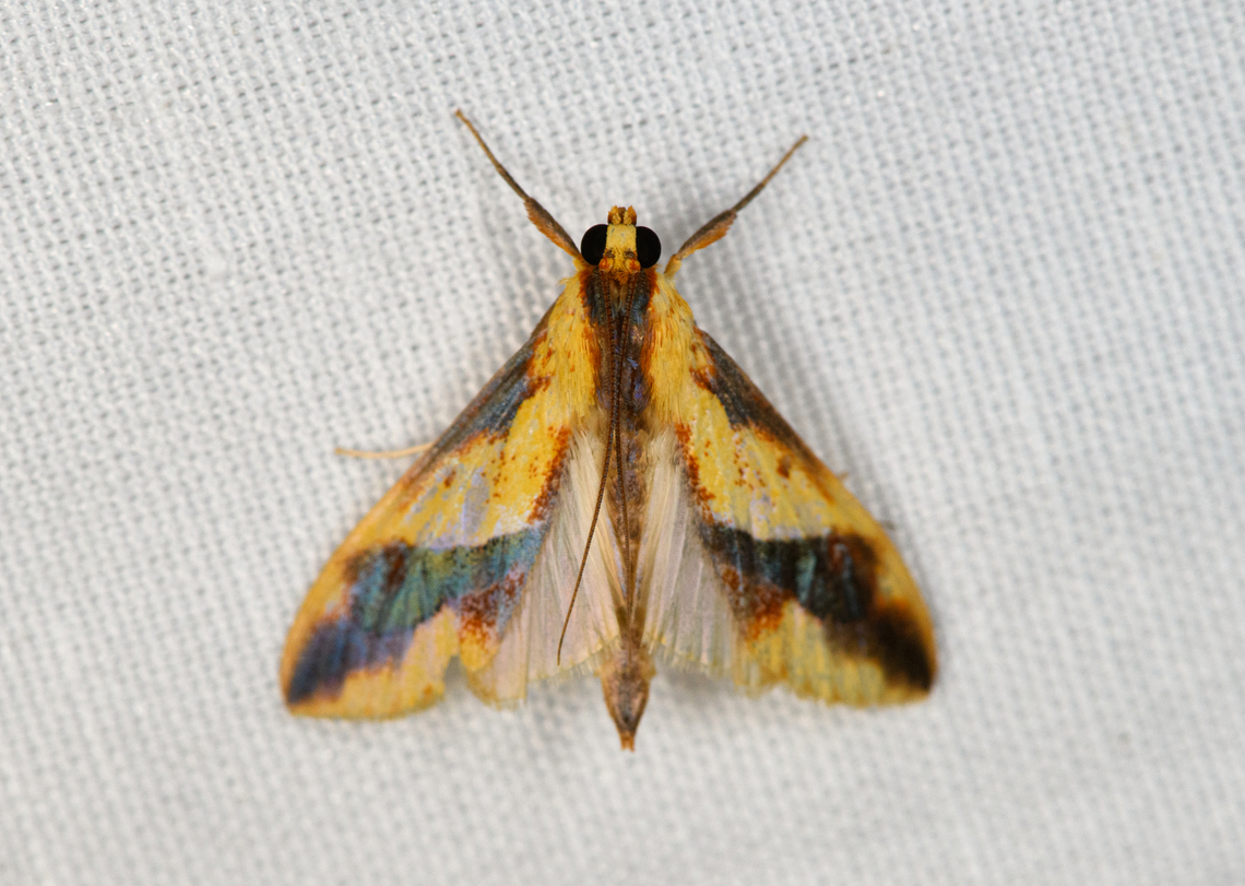 Crambidae, Minggre, Arfak Mountains, Papua Somewhat similar to Tetracona pictalis. Arfak Mountains,Australia (continent),Geotagged,Indonesia,Minggre,New Guinea,Papua,Papua 2023,Spring,Vogelkop,West Papua,Western New Guinea