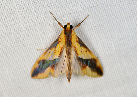 Crambidae, Minggre, Arfak Mountains, Papua Somewhat similar to Tetracona pictalis. Arfak Mountains,Australia (continent),Geotagged,Indonesia,Minggre,New Guinea,Papua,Papua 2023,Spring,Vogelkop,West Papua,Western New Guinea