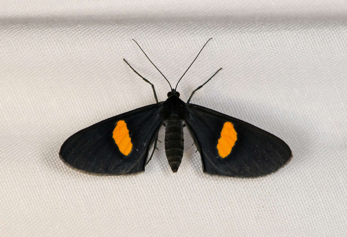 Craspedosis aurigutta, Minggre, Arfak Mountains, Papua  Arfak Mountains,Australia (continent),Craspedosis aurigutta,Geotagged,Indonesia,Minggre,New Guinea,Papua,Papua 2023,Spring,Vogelkop,West Papua,Western New Guinea