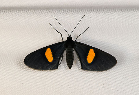 Craspedosis aurigutta, Minggre, Arfak Mountains, Papua  Arfak Mountains,Australia (continent),Craspedosis aurigutta,Geotagged,Indonesia,Minggre,New Guinea,Papua,Papua 2023,Spring,Vogelkop,West Papua,Western New Guinea