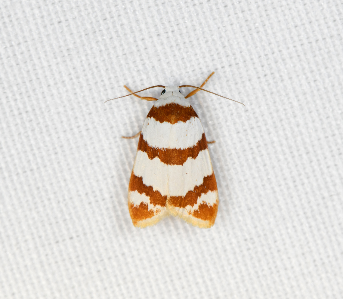 Thermograpta rufizonata, Minggre, Arfak Mountains, Papua  Arfak Mountains,Australia (continent),Geotagged,Indonesia,Minggre,New Guinea,Papua,Papua 2023,Spring,Thermograpta,Thermograpta rufizonata,Vogelkop,West Papua,Western New Guinea