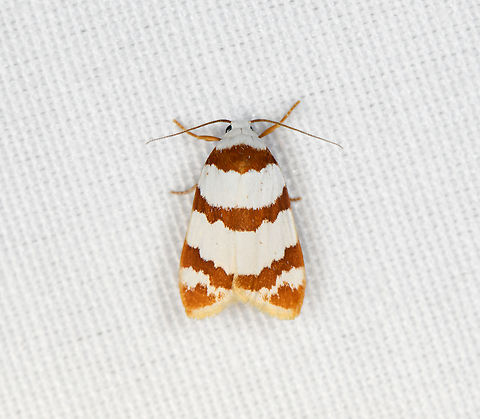Thermograpta rufizonata