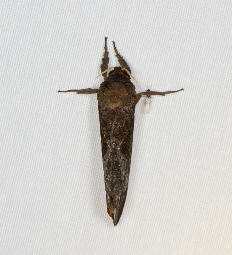 Limacodidae or Hepialidae, Minggre, Arfak Mountains, Papua family Limacodidae or Hepialidae. Arfak Mountains,Australia (continent),Geotagged,Indonesia,Minggre,New Guinea,Papua,Papua 2023,Spring,Vogelkop,West Papua,Western New Guinea