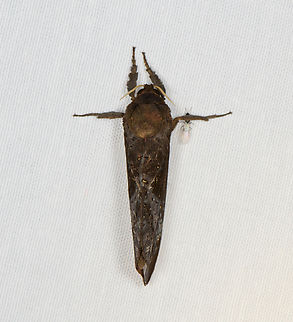 Limacodidae or Hepialidae, Minggre, Arfak Mountains, Papua family Limacodidae or Hepialidae. Arfak Mountains,Australia (continent),Geotagged,Indonesia,Minggre,New Guinea,Papua,Papua 2023,Spring,Vogelkop,West Papua,Western New Guinea