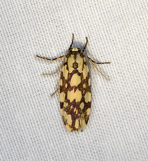 Cyana nigroplagata (male), Minggre, Arfak Mountains, Papua  Arfak Mountains,Australia (continent),Cyana nigroplagata,Geotagged,Indonesia,Minggre,New Guinea,Papua,Papua 2023,Spring,Vogelkop,West Papua,Western New Guinea