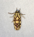 Cyana nigroplagata (male), Minggre, Arfak Mountains, Papua  Arfak Mountains,Australia (continent),Cyana nigroplagata,Geotagged,Indonesia,Minggre,New Guinea,Papua,Papua 2023,Spring,Vogelkop,West Papua,Western New Guinea