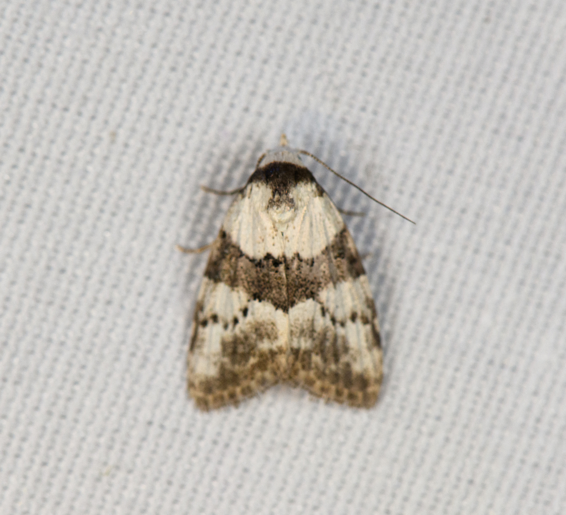Nolidae, Minggre, Arfak Mountains, Papua Poor focus, sorry. Arfak Mountains,Australia (continent),Geotagged,Indonesia,Minggre,New Guinea,Papua,Papua 2023,Spring,Vogelkop,West Papua,Western New Guinea