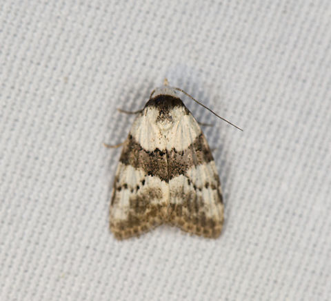 Nolidae, Minggre, Arfak Mountains, Papua Poor focus, sorry. Arfak Mountains,Australia (continent),Geotagged,Indonesia,Minggre,New Guinea,Papua,Papua 2023,Spring,Vogelkop,West Papua,Western New Guinea