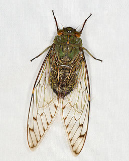 Cosmopsaltria papuensis, Minggre, Arfak Mountains, Papua  Arfak Mountains,Australia (continent),Cosmopsaltria papuensis,Geotagged,Indonesia,Minggre,New Guinea,Papua,Papua 2023,Spring,Vogelkop,West Papua,Western New Guinea