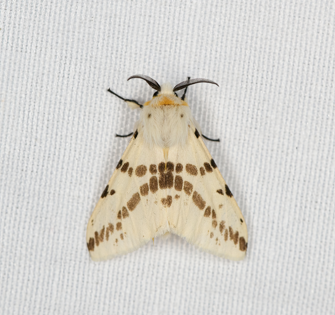 Lemyra avola, Minggre, Arfak Mountains, Papua Tentative ID. Lemyra punctatostrigata is the other candidate. Less reported in the area, but very similar. Arfak Mountains,Australia (continent),Geotagged,Indonesia,Lemyra avola,Minggre,New Guinea,Papua,Papua 2023,Spring,Vogelkop,West Papua,Western New Guinea