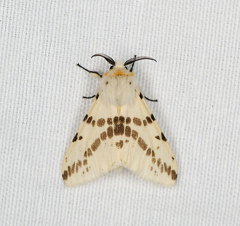 Lemyra avola, Minggre, Arfak Mountains, Papua Tentative ID. Lemyra punctatostrigata is the other candidate. Less reported in the area, but very similar. Arfak Mountains,Australia (continent),Geotagged,Indonesia,Lemyra avola,Minggre,New Guinea,Papua,Papua 2023,Spring,Vogelkop,West Papua,Western New Guinea