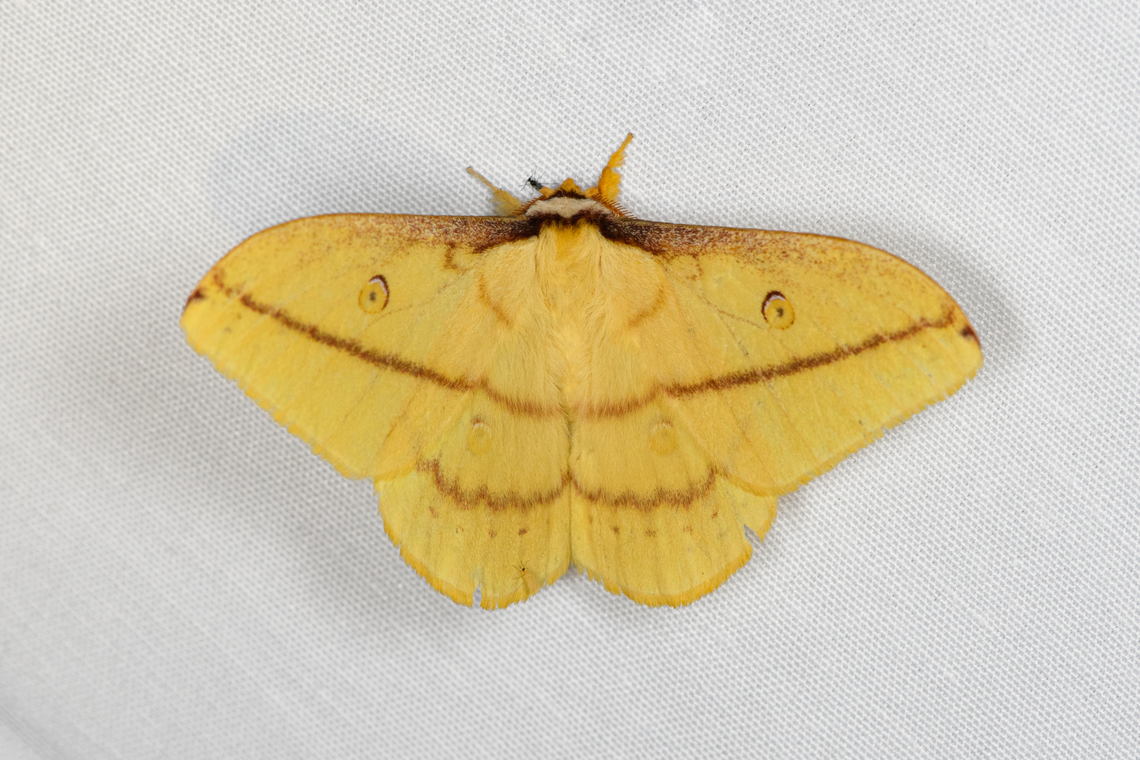 Neodiphthera papuana, Minggre, Arfak Mountains, Papua  Arfak Mountains,Australia (continent),Geotagged,Indonesia,Minggre,Neodiphthera papuana,New Guinea,Papua,Papua 2023,Spring,Vogelkop,West Papua,Western New Guinea