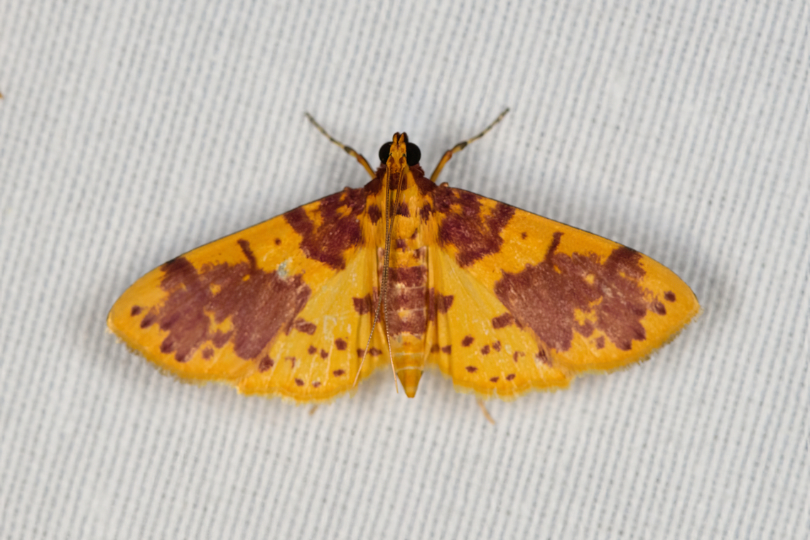 Conogethes haemactalis, Minggre, Arfak Mountains, Papua  Arfak Mountains,Australia (continent),Conogethes haemactalis,Geotagged,Indonesia,Minggre,New Guinea,Papua,Papua 2023,Spring,Vogelkop,West Papua,Western New Guinea