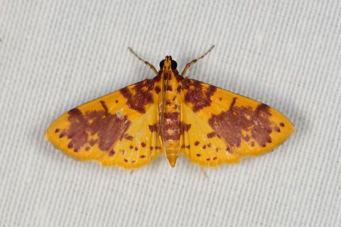 Conogethes haemactalis, Minggre, Arfak Mountains, Papua  Arfak Mountains,Australia (continent),Conogethes haemactalis,Geotagged,Indonesia,Minggre,New Guinea,Papua,Papua 2023,Spring,Vogelkop,West Papua,Western New Guinea