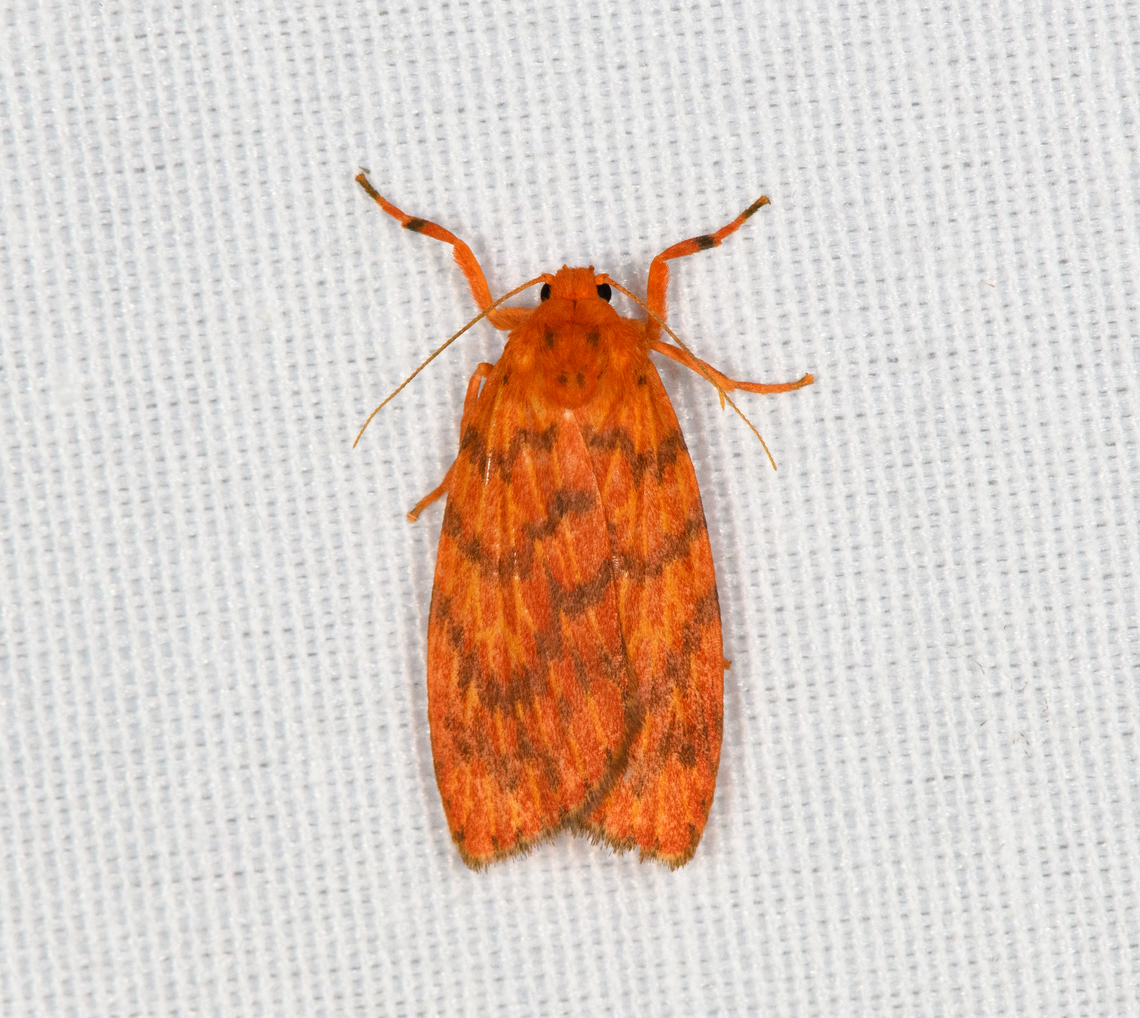 Cyme aroa, Minggre, Arfak Mountains, Papua  Arfak Mountains,Australia (continent),Cyme aroa,Geotagged,Indonesia,Minggre,New Guinea,Papua,Papua 2023,Spring,Vogelkop,West Papua,Western New Guinea