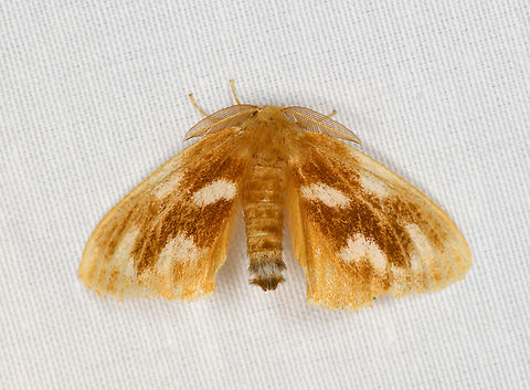 Unknown Erebidae Moth, Minggre, Arfak Mountains, Papua  Arfak Mountains,Australia (continent),Geotagged,Indonesia,Minggre,New Guinea,Papua,Papua 2023,Spring,Vogelkop,West Papua,Western New Guinea