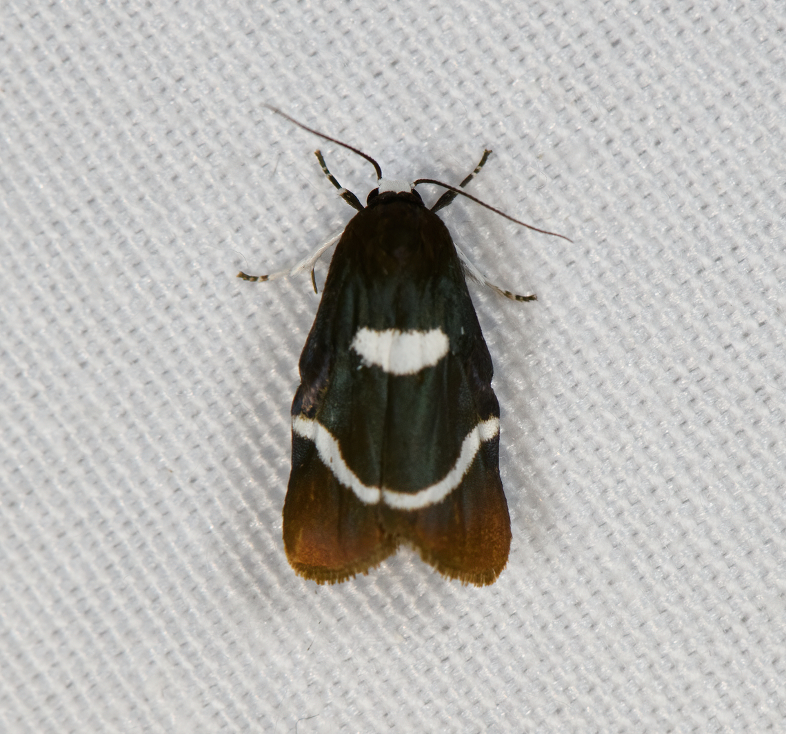Lichen Moth, Minggre, Arfak Mountains, Papua Somewhat similar to species in the Damias genus. Arfak Mountains,Australia (continent),Geotagged,Indonesia,Minggre,New Guinea,Papua,Papua 2023,Spring,Vogelkop,West Papua,Western New Guinea