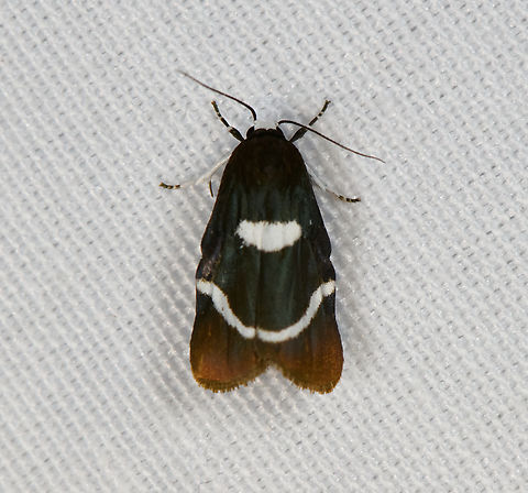 Lichen Moth, Minggre, Arfak Mountains, Papua Somewhat similar to species in the Damias genus. Arfak Mountains,Australia (continent),Geotagged,Indonesia,Minggre,New Guinea,Papua,Papua 2023,Spring,Vogelkop,West Papua,Western New Guinea