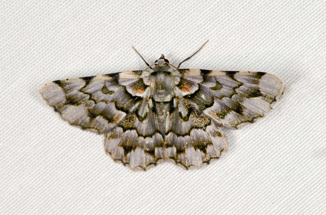 Aeolochroma languida, Minggre, Arfak Mountains, Papua One of my favorites of the session. Aeolochroma languida,Arfak Mountains,Australia (continent),Geotagged,Indonesia,Minggre,New Guinea,Papua,Papua 2023,Spring,Vogelkop,West Papua,Western New Guinea