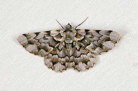 Aeolochroma languida, Minggre, Arfak Mountains, Papua One of my favorites of the session. Aeolochroma languida,Arfak Mountains,Australia (continent),Geotagged,Indonesia,Minggre,New Guinea,Papua,Papua 2023,Spring,Vogelkop,West Papua,Western New Guinea