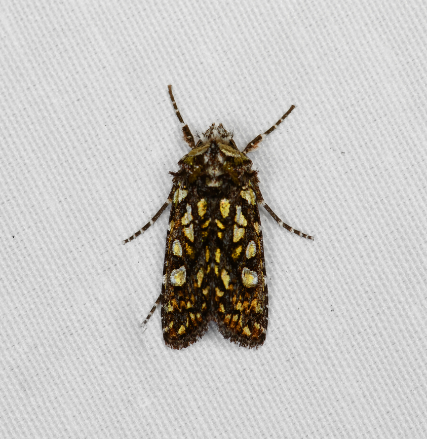 Noctuidae, Minggre, Arfak Mountains, Papua  Arfak Mountains,Australia (continent),Geotagged,Indonesia,Minggre,New Guinea,Papua,Papua 2023,Spring,Vogelkop,West Papua,Western New Guinea