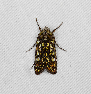 Noctuidae, Minggre, Arfak Mountains, Papua  Arfak Mountains,Australia (continent),Geotagged,Indonesia,Minggre,New Guinea,Papua,Papua 2023,Spring,Vogelkop,West Papua,Western New Guinea