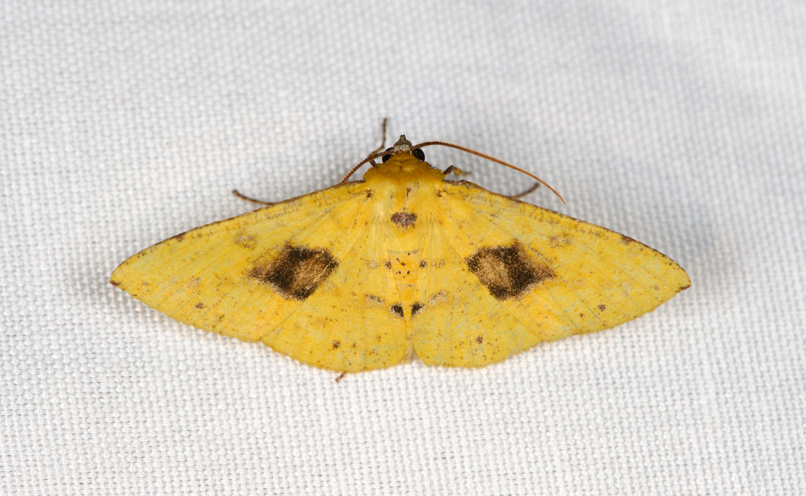 Cholomiza tanypus, Minggre, Arfak Mountains, Papua Cholomiza sp. comes close. Arfak Mountains,Australia (continent),Cholomiza tanypus,Geotagged,Indonesia,Minggre,New Guinea,Papua,Papua 2023,Spring,Vogelkop,West Papua,Western New Guinea
