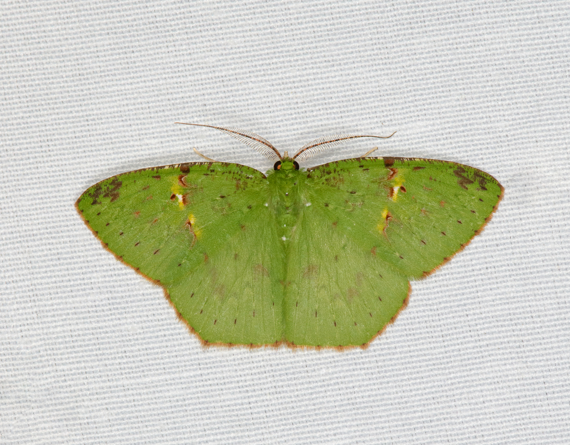 Strepsichlora remissa, Minggre, Arfak Mountains, Papua  Arfak Mountains,Australia (continent),Geotagged,Indonesia,Minggre,New Guinea,Papua,Papua 2023,Spring,Strepsichlora remissa,Vogelkop,West Papua,Western New Guinea