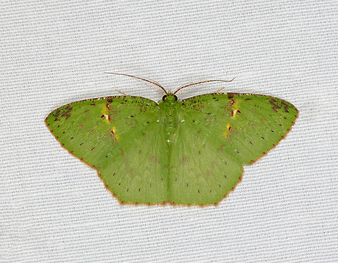 Strepsichlora remissa, Minggre, Arfak Mountains, Papua  Arfak Mountains,Australia (continent),Geotagged,Indonesia,Minggre,New Guinea,Papua,Papua 2023,Spring,Strepsichlora remissa,Vogelkop,West Papua,Western New Guinea