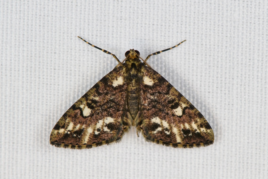 Ennominae, Minggre, Arfak Mountains, Papua  Arfak Mountains,Australia (continent),Geotagged,Indonesia,Minggre,New Guinea,Papua,Papua 2023,Spring,Vogelkop,West Papua,Western New Guinea